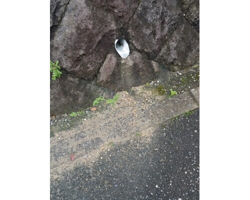 20150420_1314091-e1429509245798-374x500